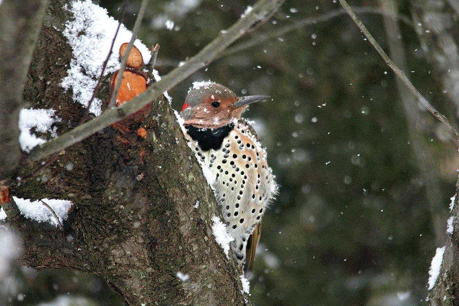 Snowy Northern Flicker Photograph by Trina Ansel