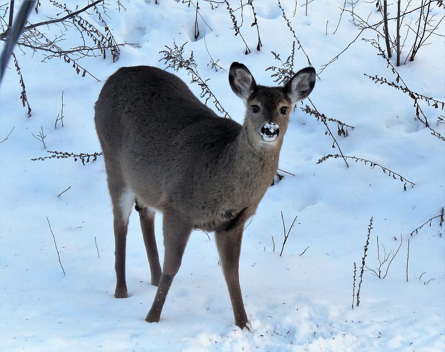Deer Photograph - Snowy-Nosed Deer by Carol McGrath