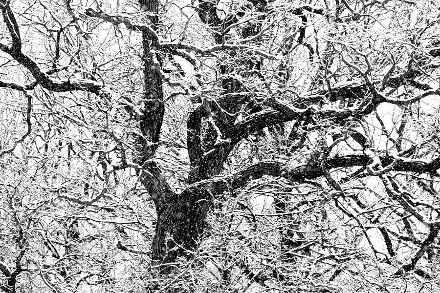 Snowy Oak Photograph by David Ralph Johnson