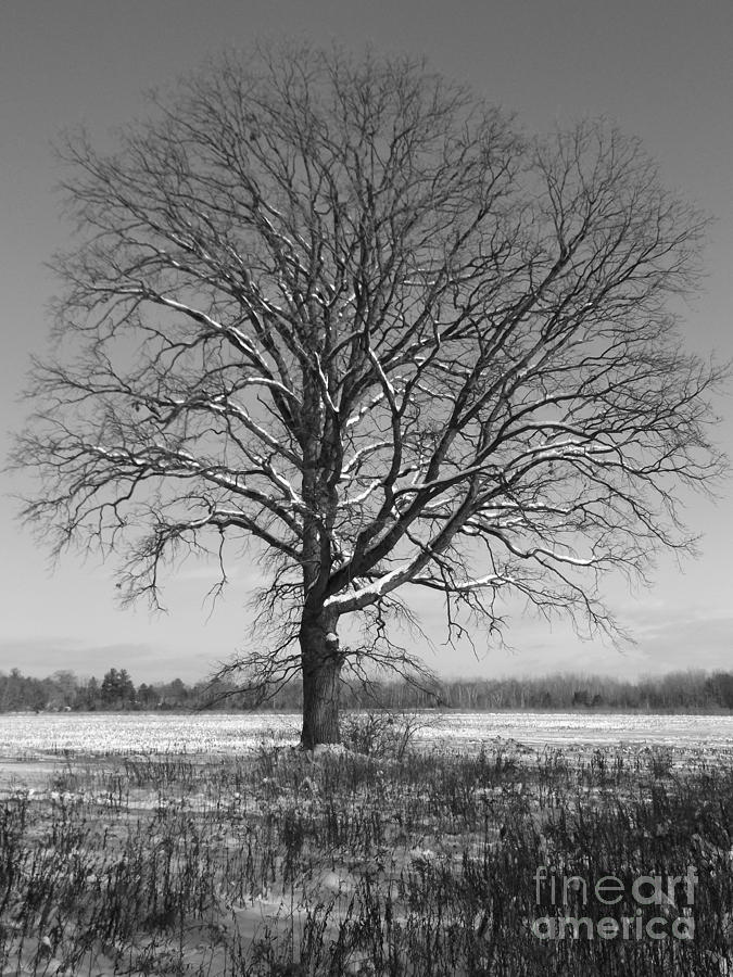 Snowy Oak Photograph by Erick Schmidt