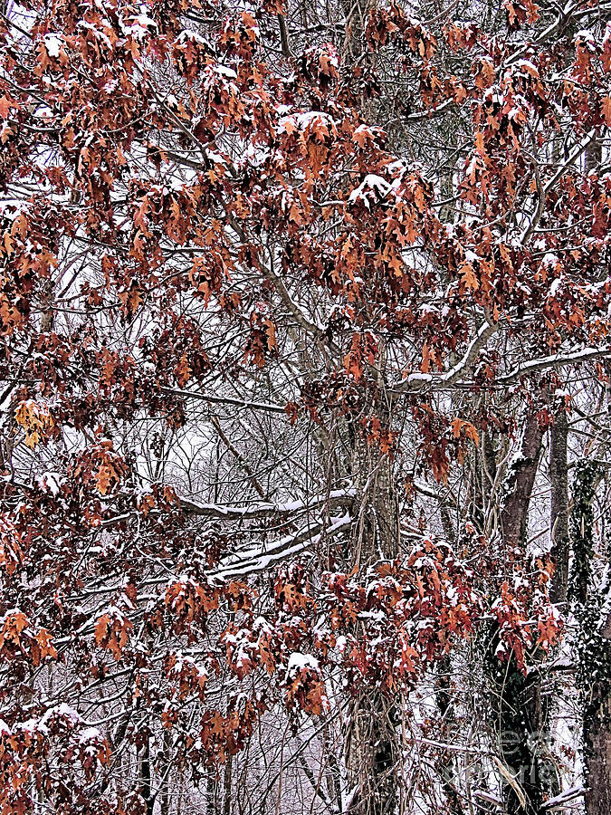 Snowy Oaks Photograph by Janice Drew
