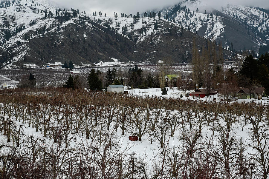 Snowy Orchards Photograph by Tom Cochran