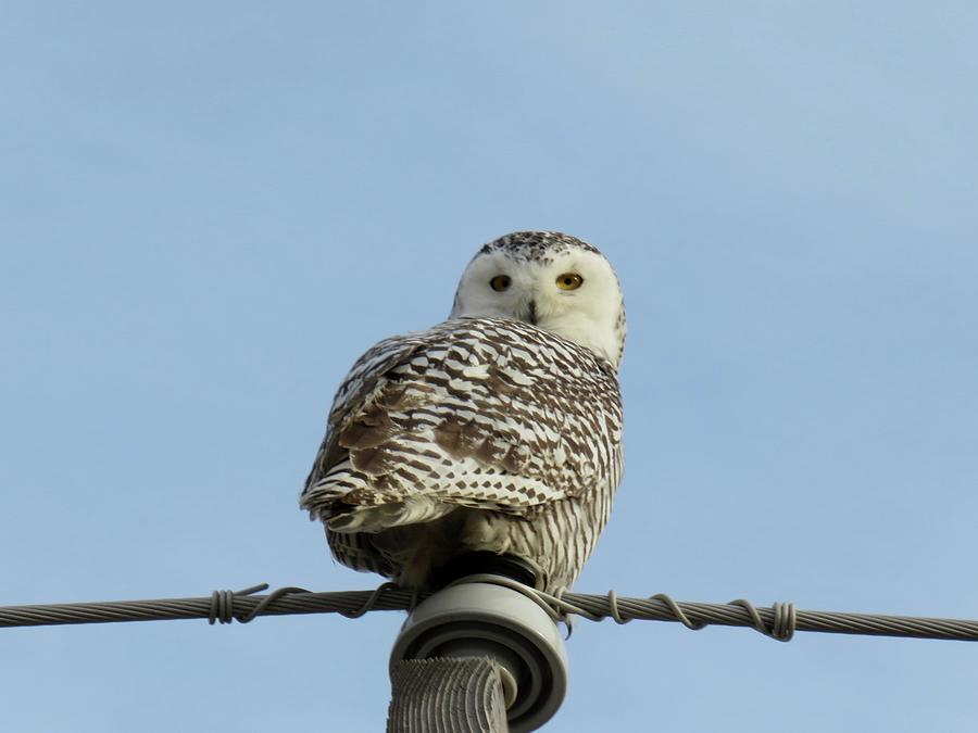 Snowy owl                        Photograph by Dennis McCarthy