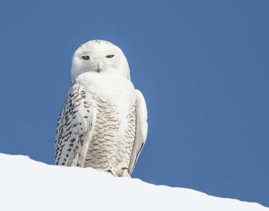 Snowy Owl #1 Photograph by Mindy Musick King