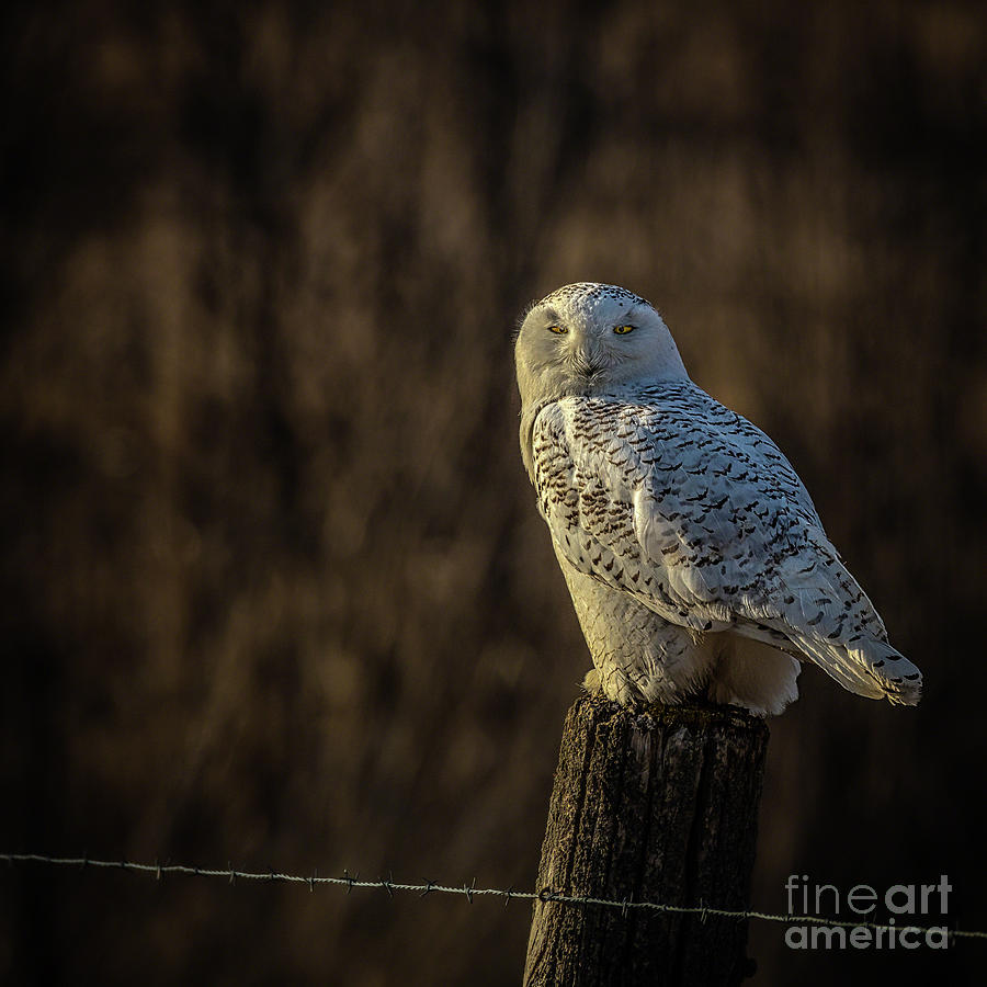 Snowy Owl 1 Photograph by Roger Monahan