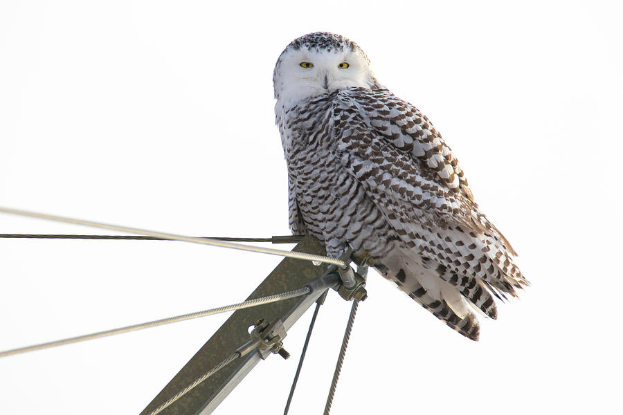 Snowy Owl 2 Photograph by Brook Burling