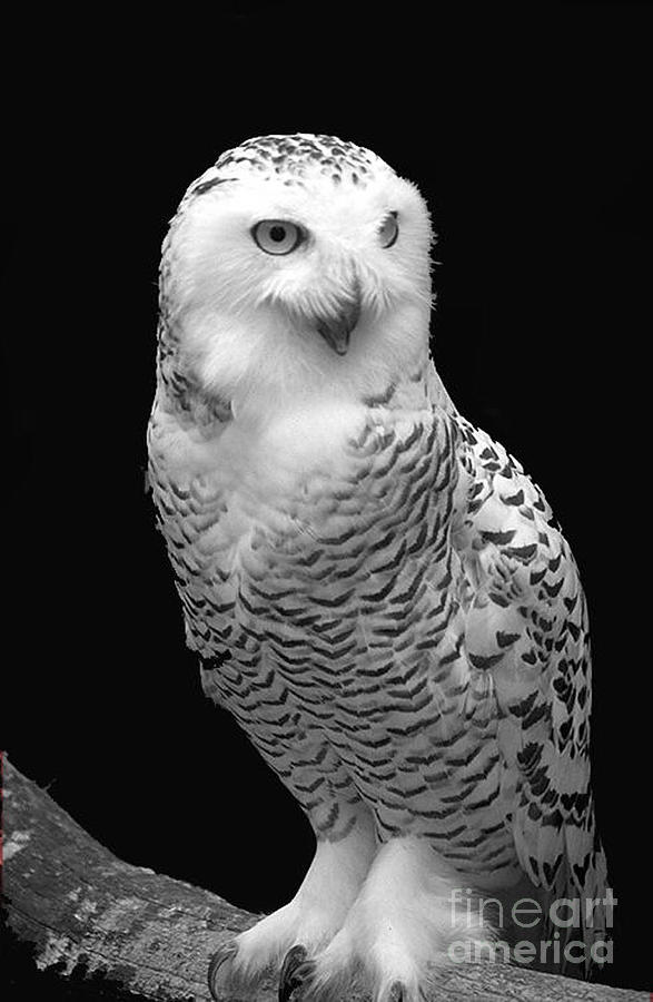 Snowy Owl 2 Photograph by Mark Gilman