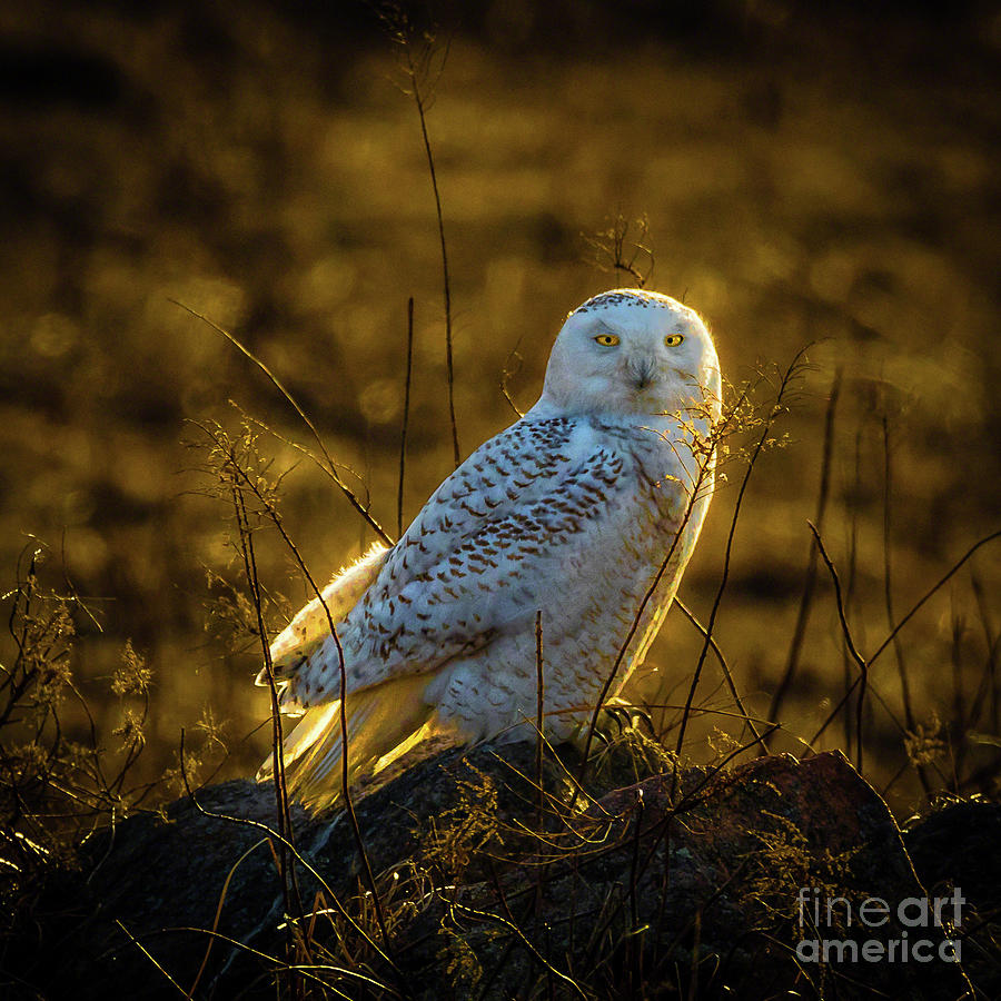 Snowy Owl 2 Photograph by Roger Monahan