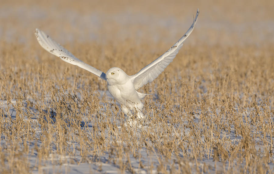 Snowy Owl 2016-1 Photograph by Thomas Young