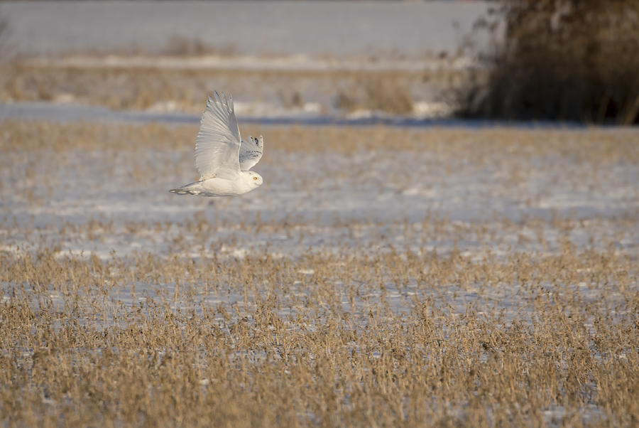 Snowy Owl 2016-13 Photograph by Thomas Young