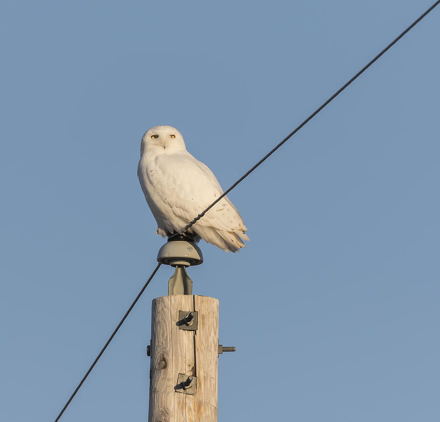 Snowy Owl 2016-14 Photograph by Thomas Young