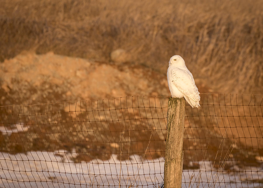 Snowy Owl 2016-15 Photograph by Thomas Young