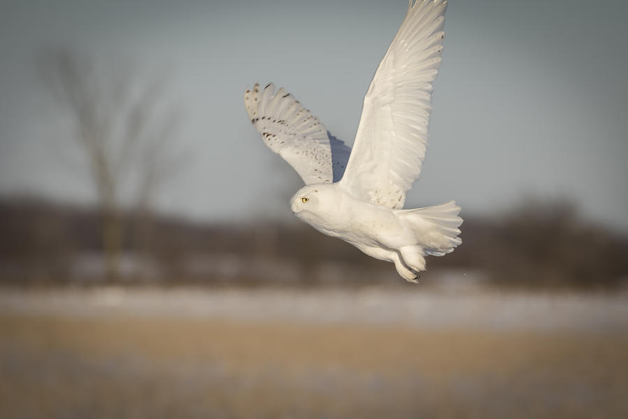Snowy Owl 2016-2 Photograph by Thomas Young