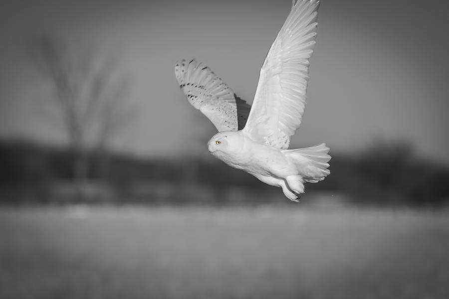 Snowy Owl 2016-3 Photograph by Thomas Young
