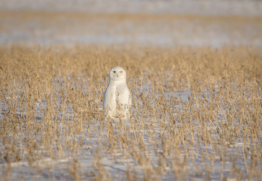 Snowy Owl 2016-4 Photograph by Thomas Young