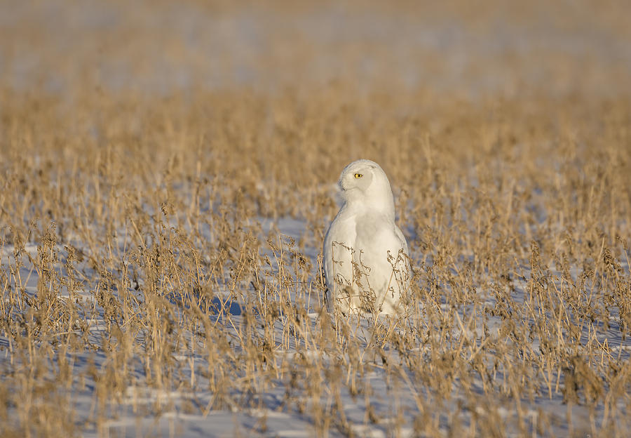 Snowy Owl 2016-5 Photograph by Thomas Young