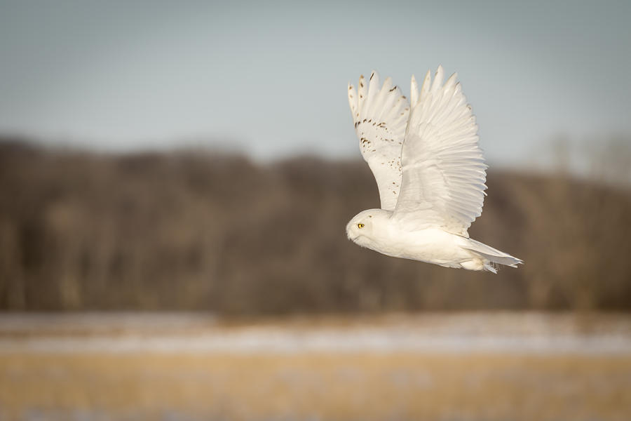Snowy Owl 2016-7 Photograph by Thomas Young