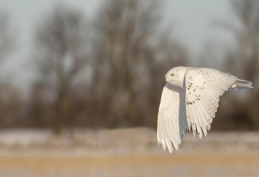 Snowy Owl 2016-8 Photograph by Thomas Young