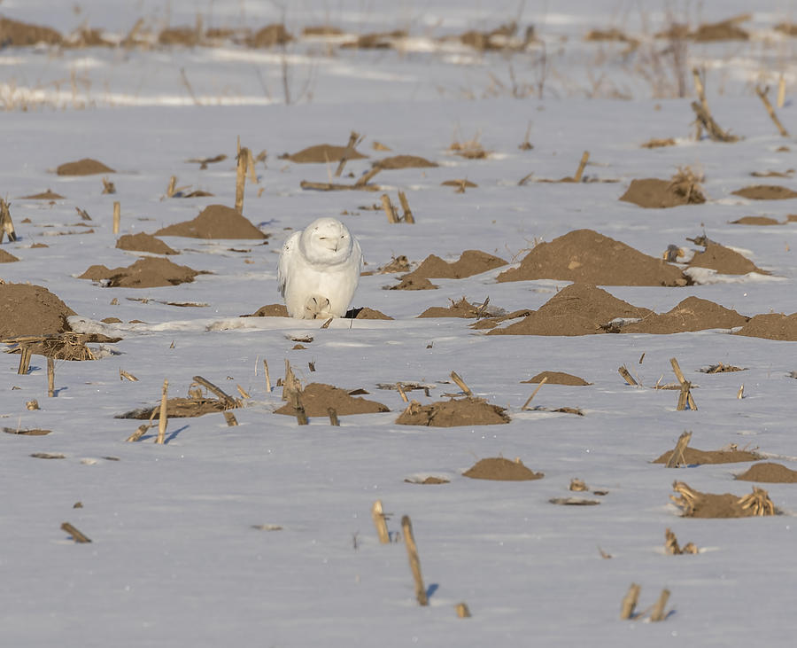 Snowy Owl 2016-9 Photograph by Thomas Young