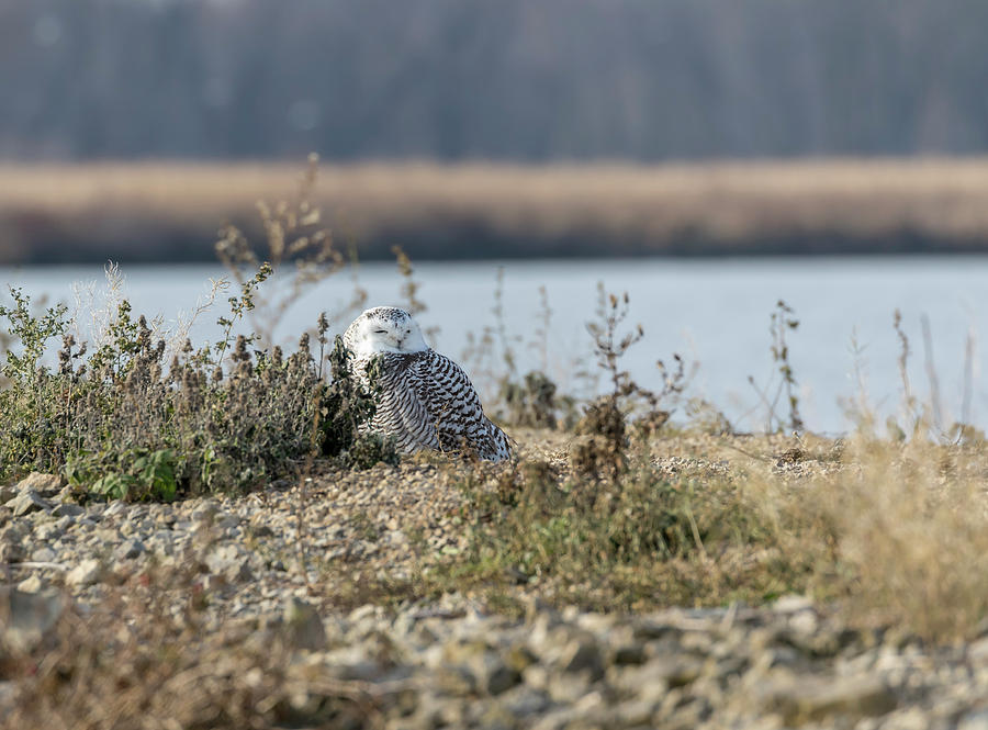 Snowy Owl 2017-1 Photograph by Thomas Young