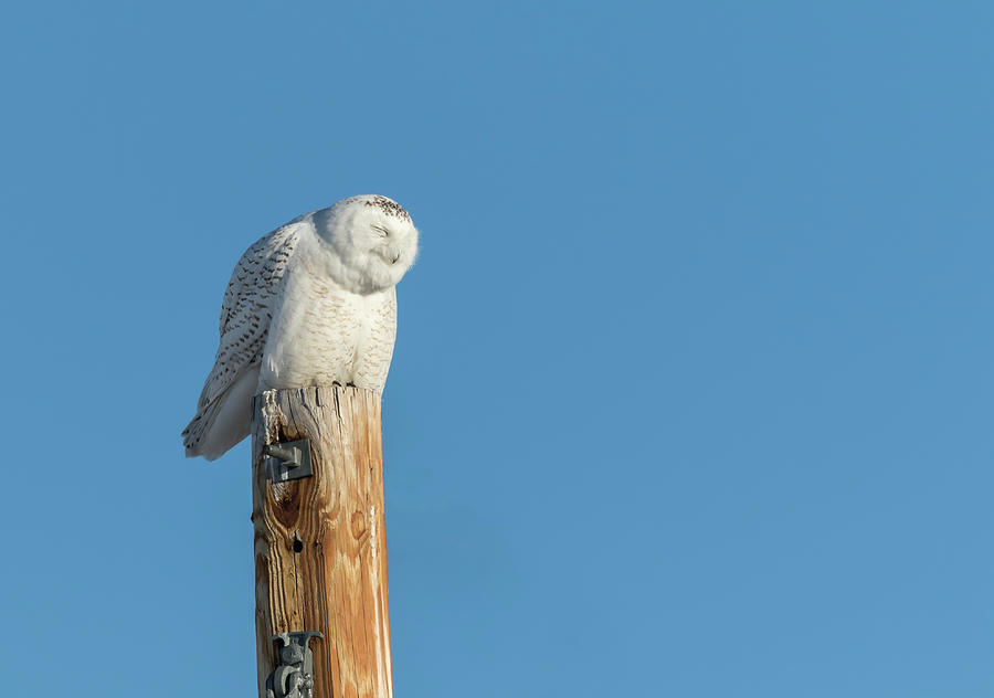 Snowy Owl 2018-12 Photograph by Thomas Young