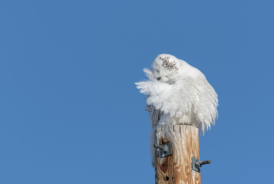 Snowy Owl 2018-13 Photograph by Thomas Young