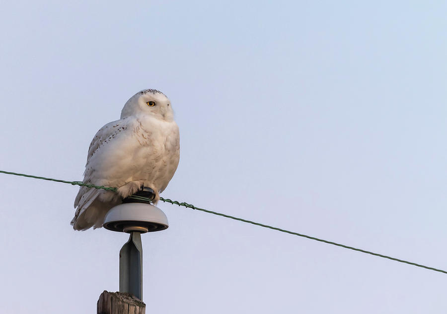 Snowy Owl 2018-14 Photograph by Thomas Young