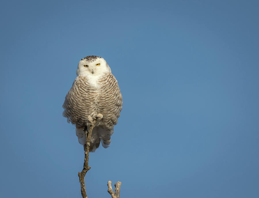 Snowy Owl 2018-16 Photograph by Thomas Young