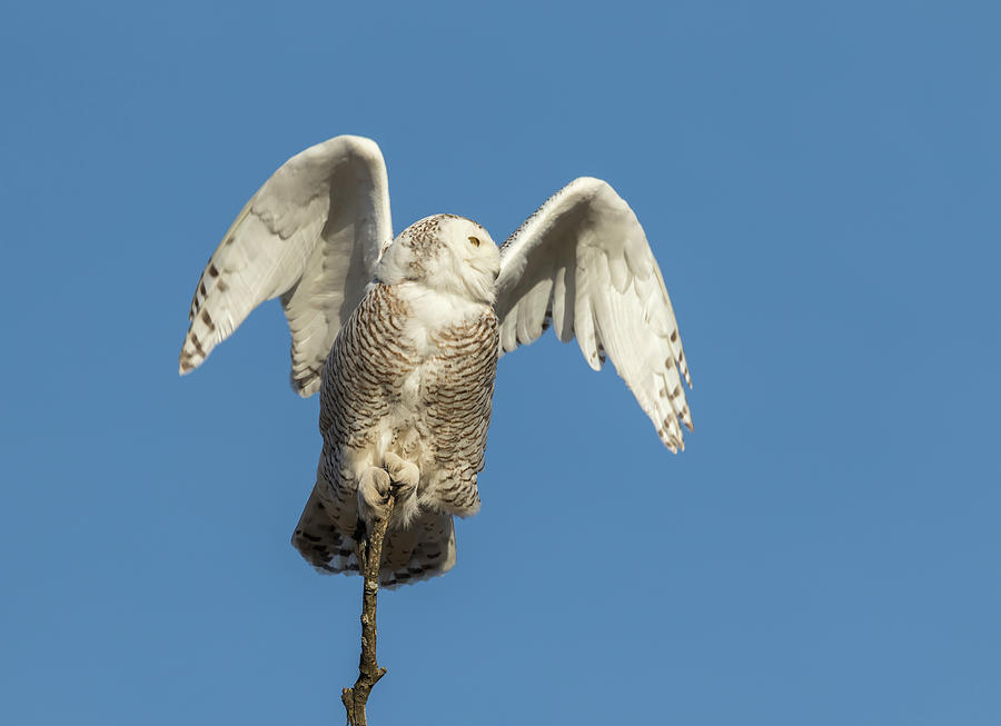 Snowy Owl 2018-17 Photograph by Thomas Young
