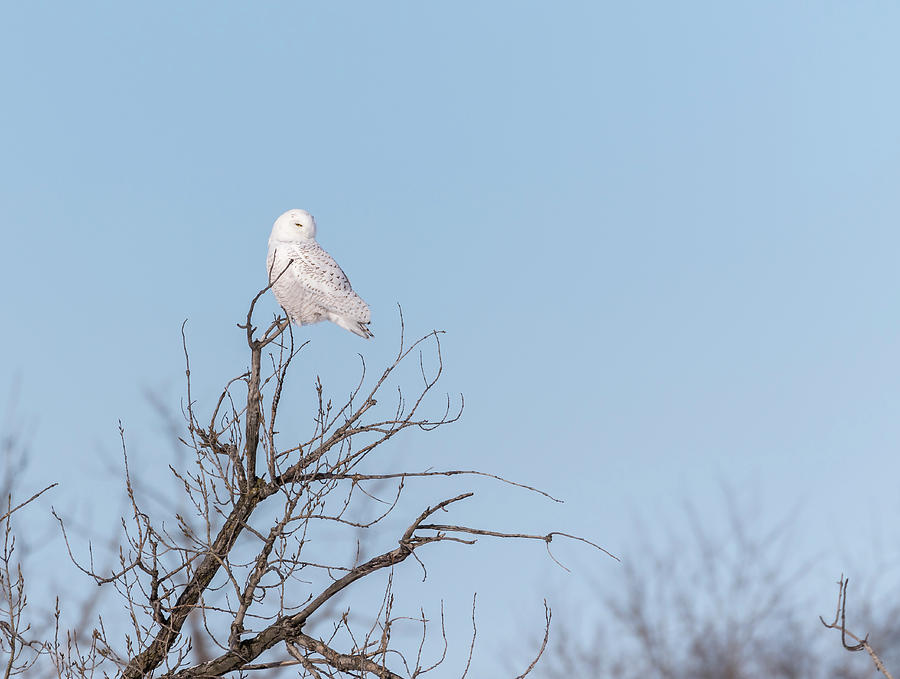 Snowy Owl 2018-18 Photograph by Thomas Young