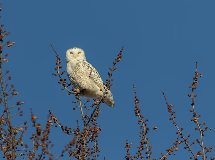 Snowy Owl 2018-2 Photograph by Thomas Young