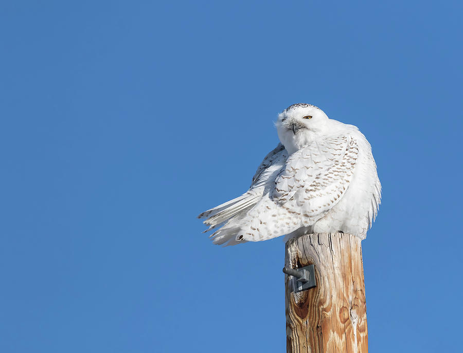 Snowy Owl 2018-21 Photograph by Thomas Young