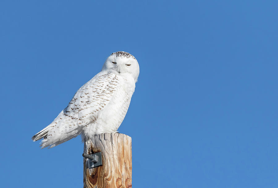 Owl Photograph - Snowy Owl 2018-22 by Thomas Young
