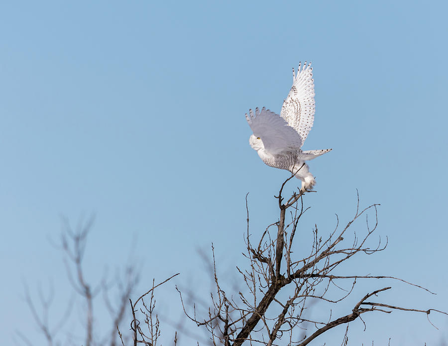 Snowy Owl 2018-4 Photograph by Thomas Young