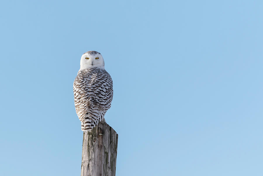 Snowy Owl 2018-6 Photograph by Thomas Young