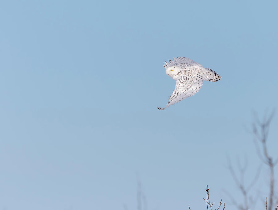 Owl Photograph - Snowy Owl 2018-7.jpg by Thomas Young