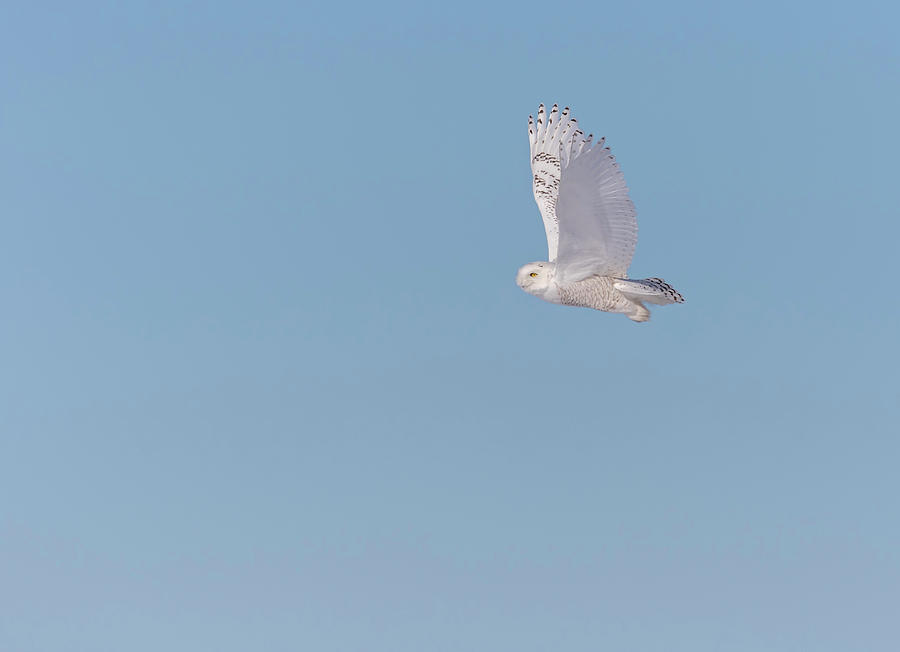 Snowy Owl 2018-8 Photograph by Thomas Young
