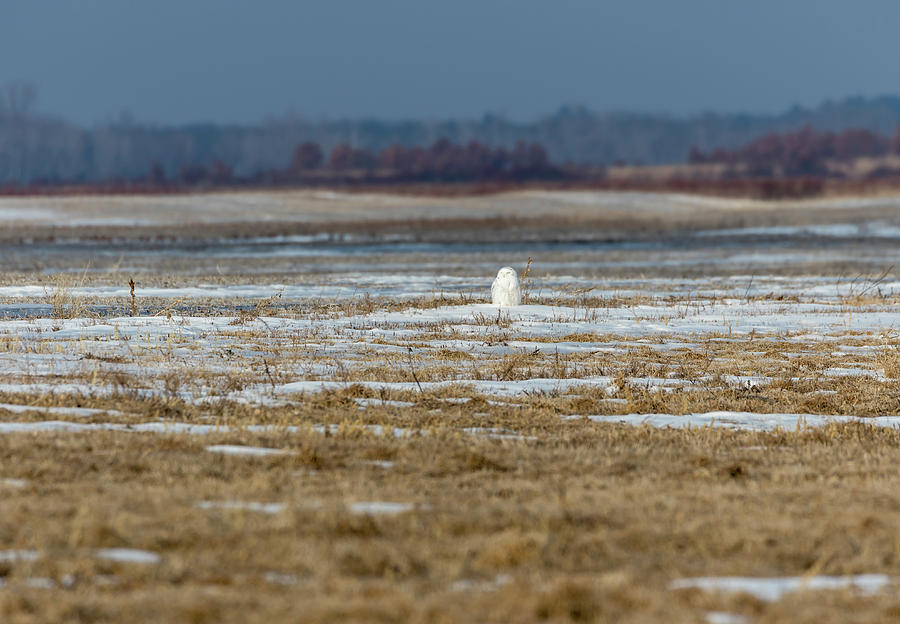 Snowy Owl 2018-9 Photograph by Thomas Young