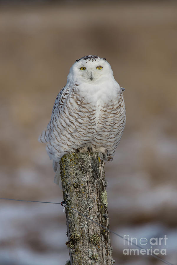 Snowy Owl -8061C  Wildlife Photograph by Norris Seward