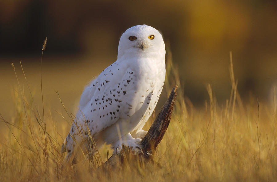 Snowy Owl Adult Amid Dry Grass Photograph by Tim Fitzharris