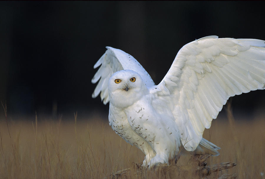 Snowy Owl Adult Circumpolar Species Photograph by Tim Fitzharris