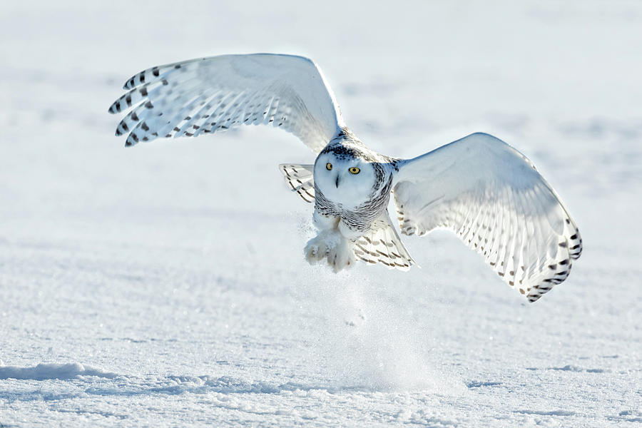 Snowy Owl and prey Photograph by Steven Upton