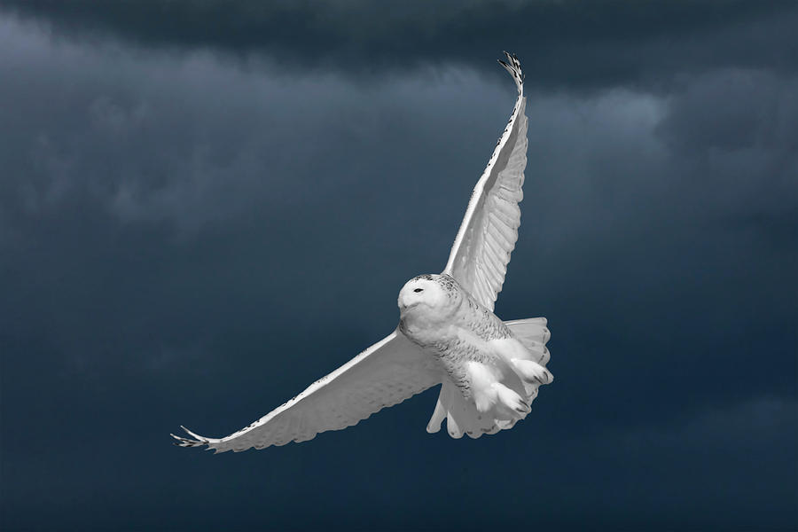 Owl Digital Art - Snowy Owl and the Storm by Mark Duffy