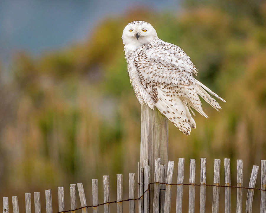 Snowy Owl Photograph by Andy Smetzer