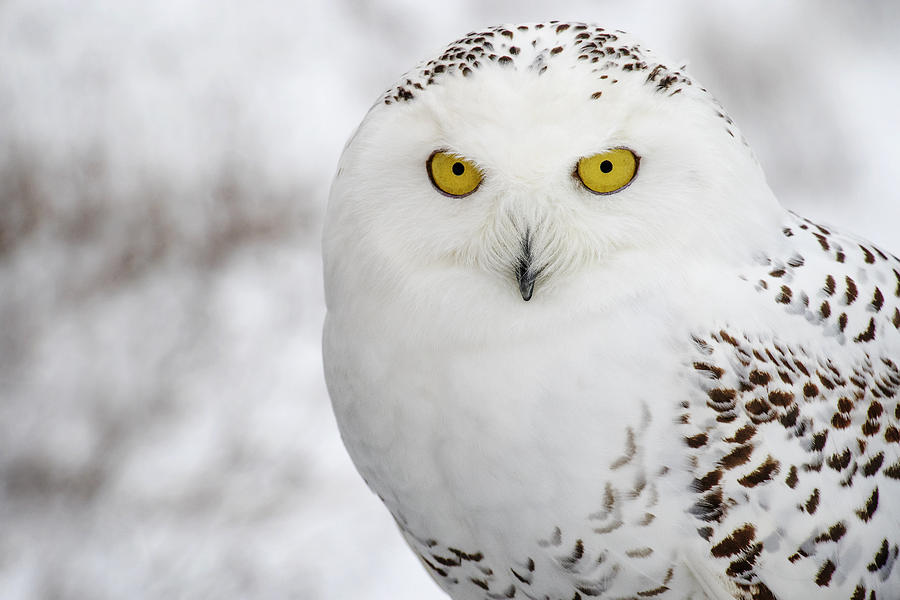Owl Photograph - Snowy Owl by Angie Rea