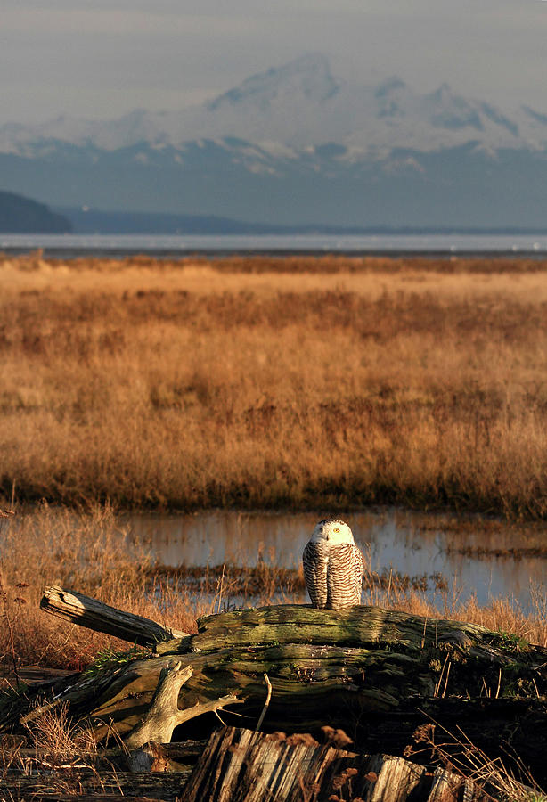 Snowy Owl at sunset Photograph by Pierre Leclerc Photography
