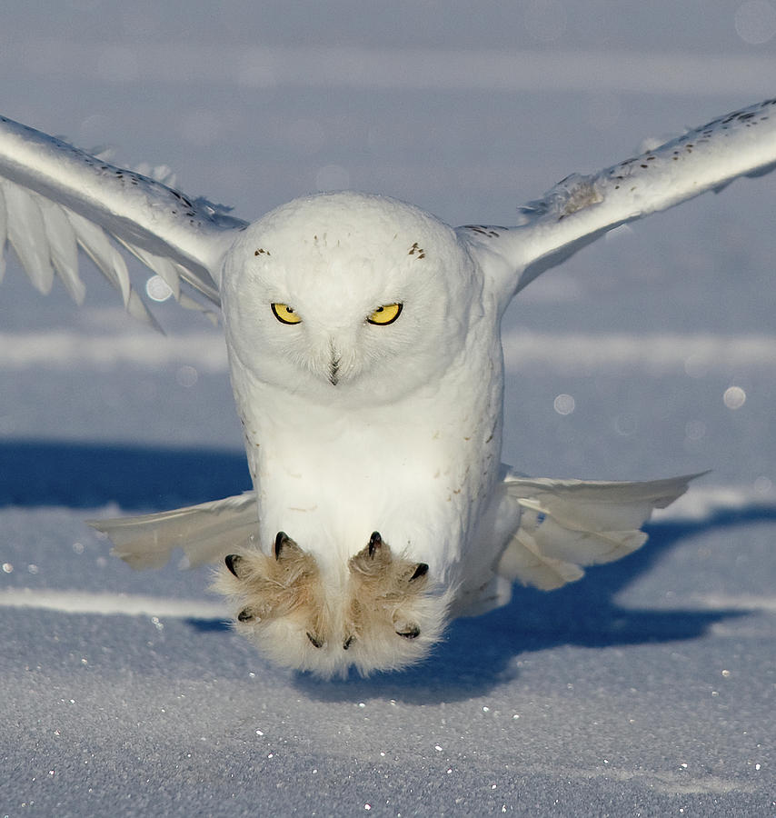 snowy-owl-attack-photograph-by-rob-palmer