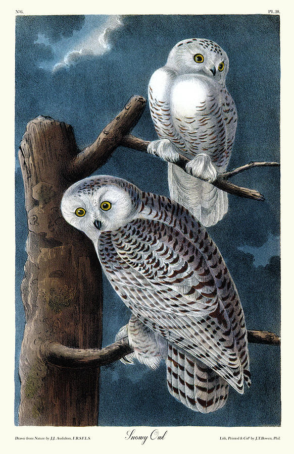 Snowy Owl Audubon Birds of America 1st Edition 1840 Royal Octavo Plate 28 Painting by Orchard Arts