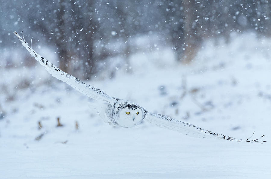 Snowy Owl banks left Photograph by Steven Upton