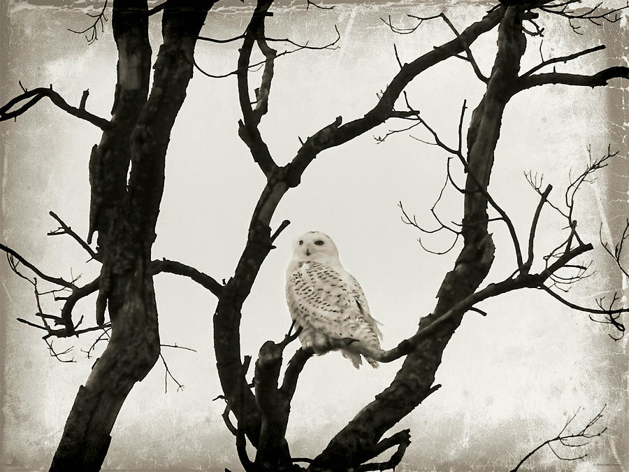 Snowy Owl Photograph by Dark Whimsy